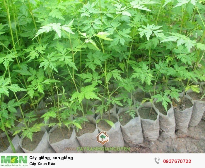 So sánh gỗ xoan đào và xoan ta Khác nhau như thế nào FurniBuy #48 So sánh gỗ xoan đào và xoan ta Khác nhau như thế nào FurniBuy