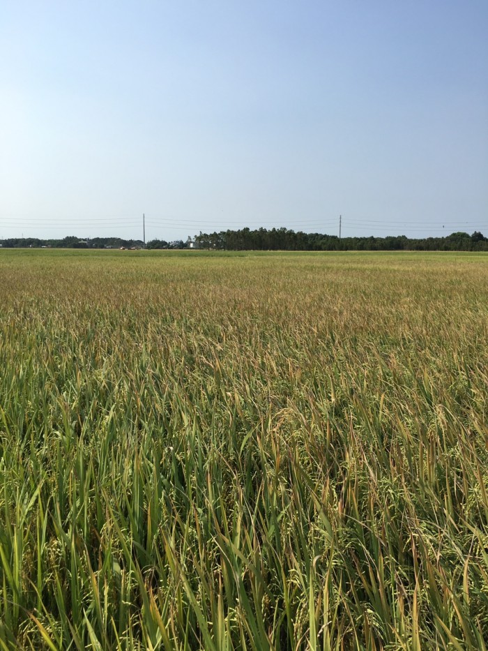 BÁN gấp lô đất lúa tại Vĩnh Thanh, Nhơn Trạch.