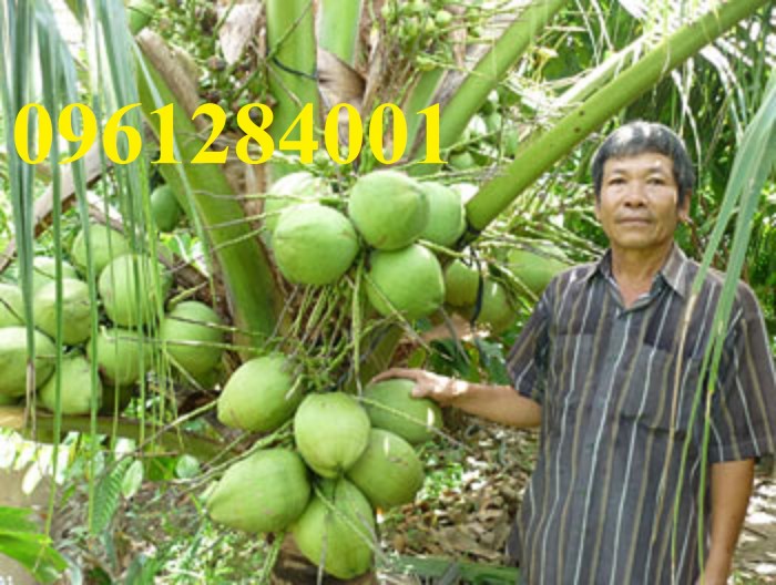 Cây dừa xiêm xanh lùn, dừa lùn, dừa xiêm xanh, giống cây dừa cho năng suất cao4