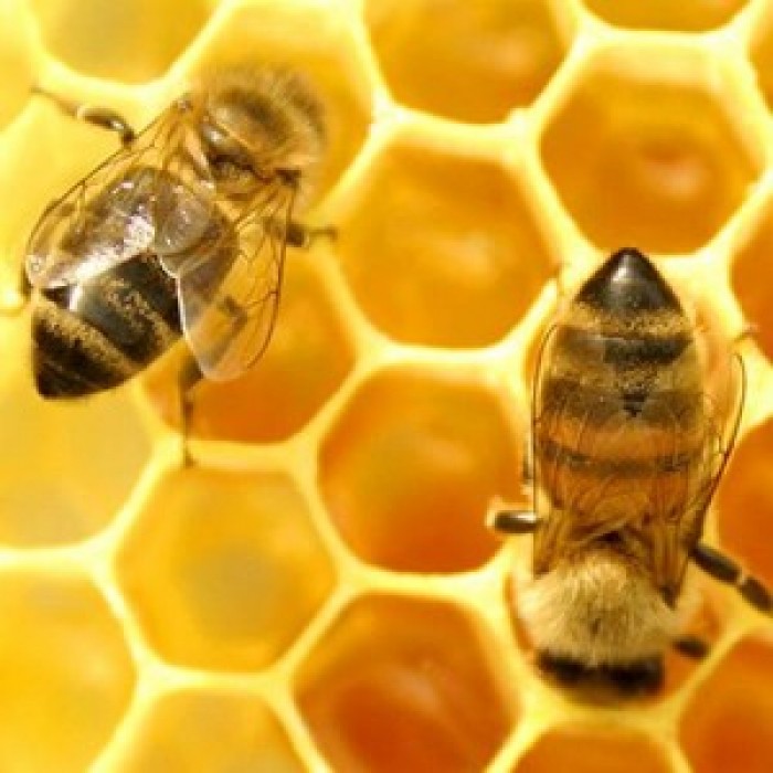 Mật ong nguyên chất1
