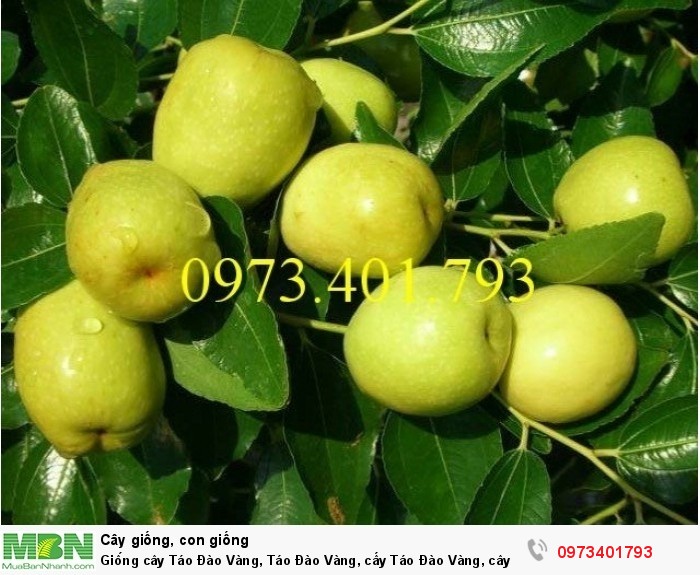 Giống cây Táo Đào Vàng, Táo Đào Vàng, cây Táo Đào Vàng, cây táo, kĩ thuật trồng táo đào vàng1