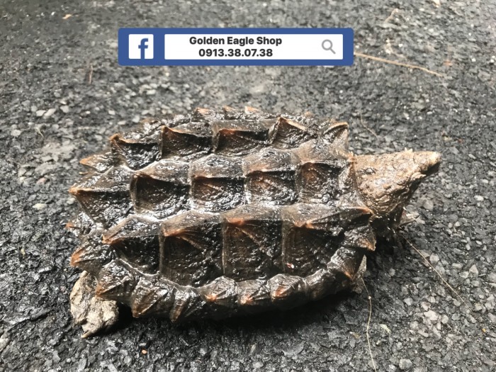 Alligator Snapping Turtle – Rùa Khủng Long Mới 100%, Giá: 1.800.000Đ, Gọi:  0913380738, Quận Tân Bình - Hồ Chí Minh, Id-9C3D1300