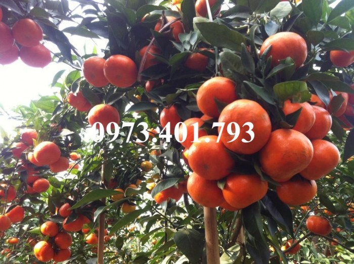 Giống cây cam đường canh, cam đường canh, cây cam đường canh, cây cam, kĩ thuật trồng cây cam3