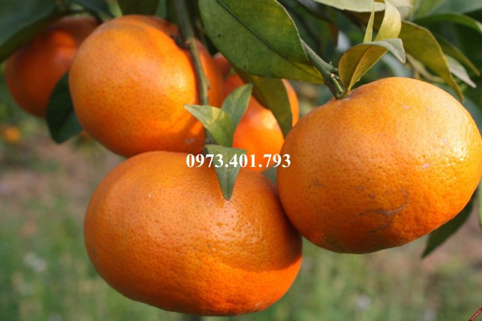 Giống cây cam đường canh, cam đường canh, cây cam đường canh, cây cam, kĩ thuật trồng cây cam7