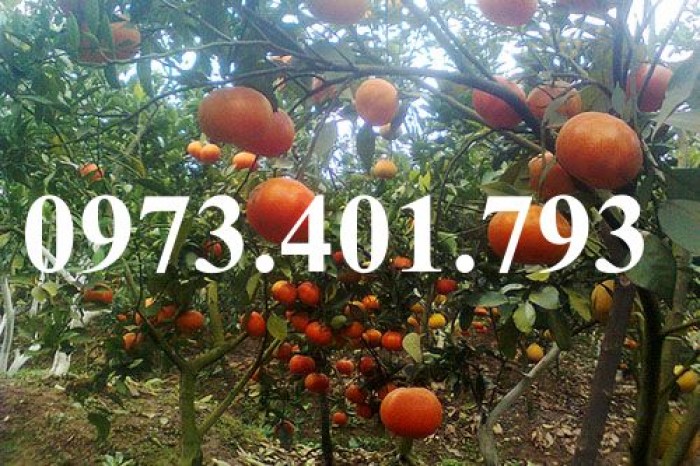 Giống cây cam đường canh, cam đường canh, cây cam đường canh, cây cam, kĩ thuật trồng cây cam8