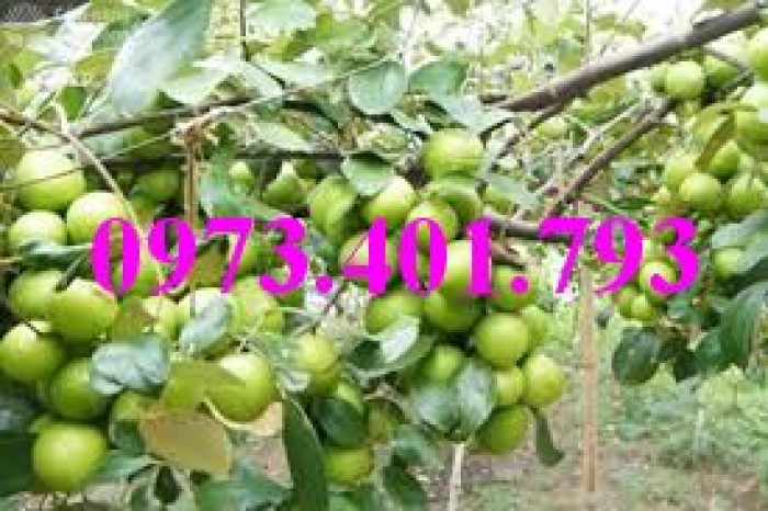 Giống cây táo Thái, cây táo Thái, cây táo, táo Thái, táo, kĩ thuật trồng táo thái10