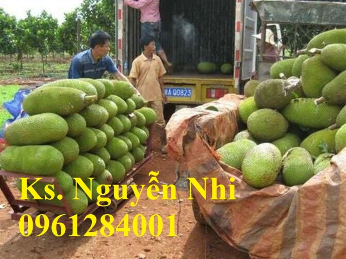Bán cây giống mít trái dài Đài Loan, chuẩn giống, số lượng lớn, giao cây toàn quốc.11