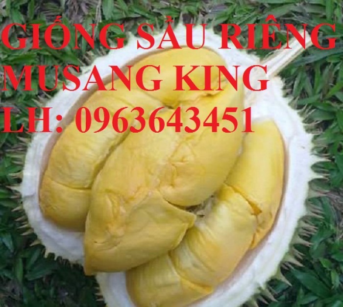 Cung cấp cây giống sầu riêng Musang King nhập khẩu Malaysia, cây giống sầu riêng cơm vàng hạt lép1
