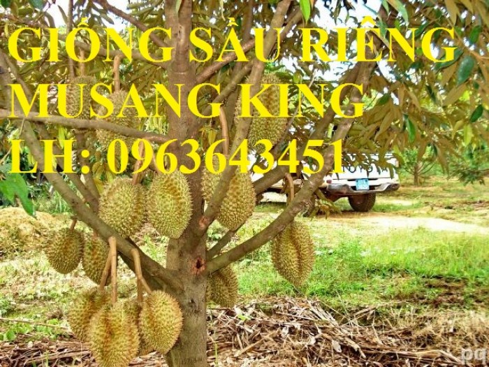 Cung cấp cây giống sầu riêng Musang King nhập khẩu Malaysia, cây giống sầu riêng cơm vàng hạt lép4