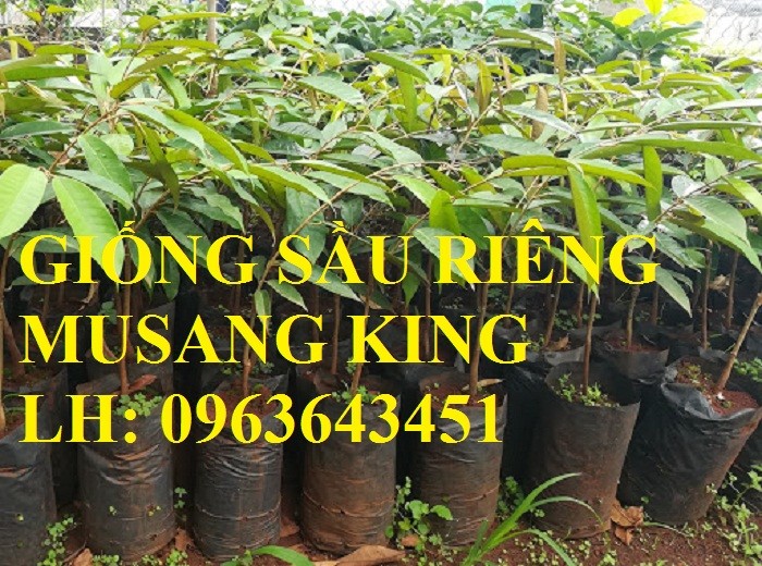 Cung cấp cây giống sầu riêng Musang King nhập khẩu Malaysia, cây giống sầu riêng cơm vàng hạt lép7