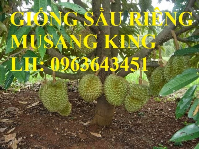 Cung cấp cây giống sầu riêng Musang King nhập khẩu Malaysia, cây giống sầu riêng cơm vàng hạt lép3