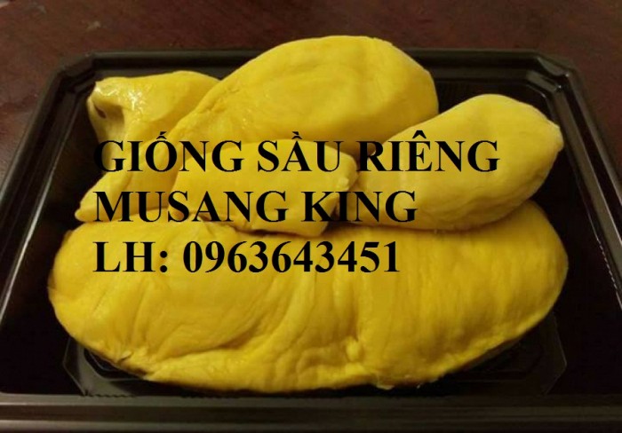 Cung cấp cây giống sầu riêng Musang King nhập khẩu Malaysia, cây giống sầu riêng cơm vàng hạt lép5