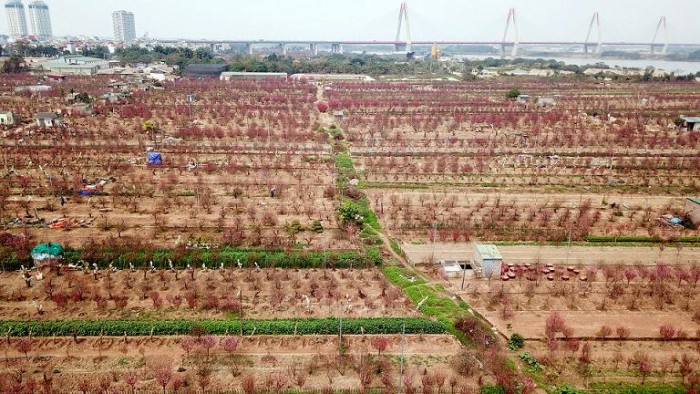 Bán đất trồng đào Nhật Tân, Tây Hồ Hà Nội 7000m2 có thể bán từng phần