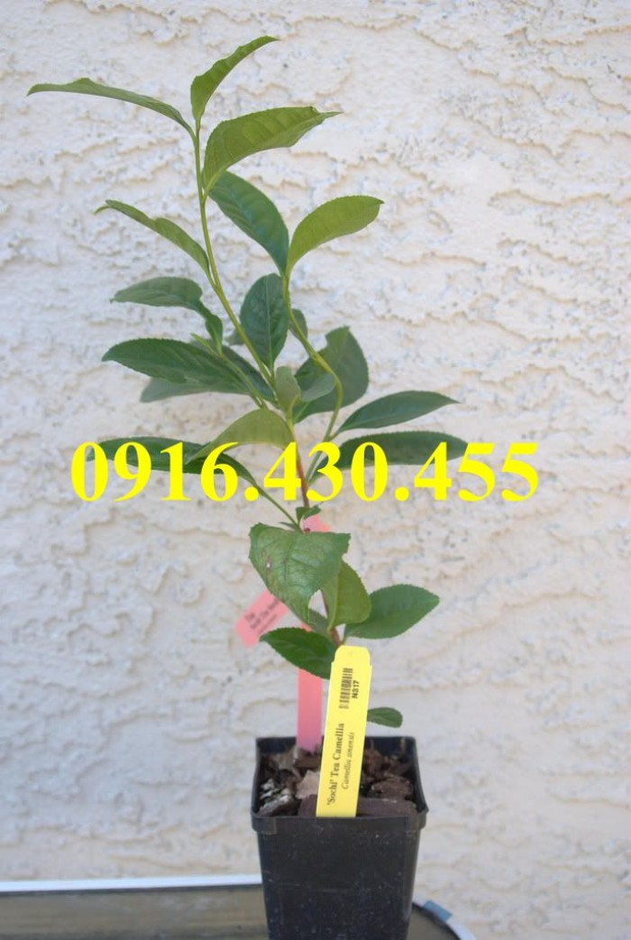 Cây giống trà xanh Mới 100%, giá: 5.000đ, gọi: 0971 057 088, Huyện Gia Lâm