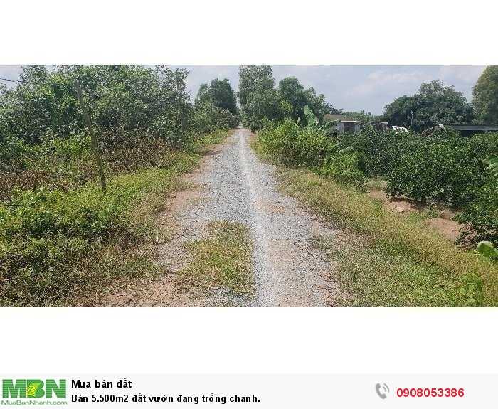 Bán 5.500m2 đất vườn đang trồng chanh.