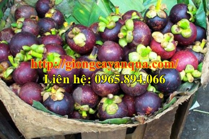 Cây giống măng cụt, cây trái măng cụt - Đại học Nông nghiệp 1 Hà Nội6