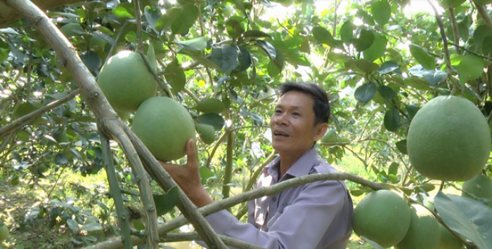 Chính chủ bán Vườn bơ, bưởi da xanh, DT 6339m2- Gần say bay Long Thanh