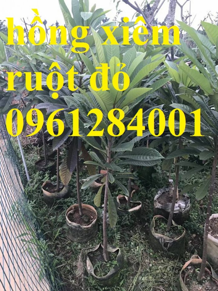 Hồng xiêm ruột đỏ - hồng xiêm Thái Lan, cây giống mới nhập khẩu chất lượng cao2