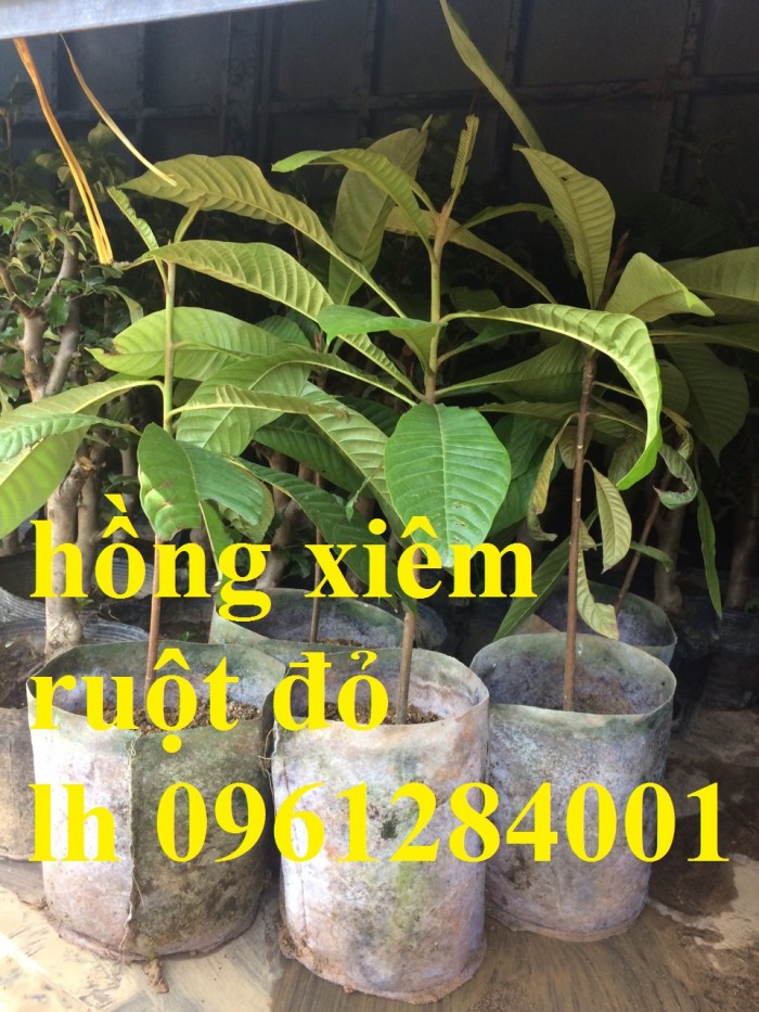 Hồng xiêm ruột đỏ - hồng xiêm Thái Lan, cây giống mới nhập khẩu chất lượng cao3