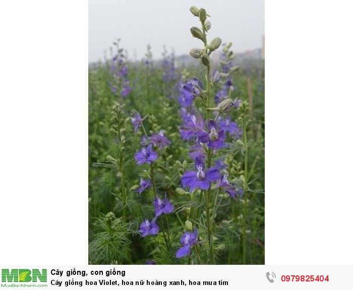 Ý nghĩa và biểu tượng của hoa violet  HoaĐẹp365