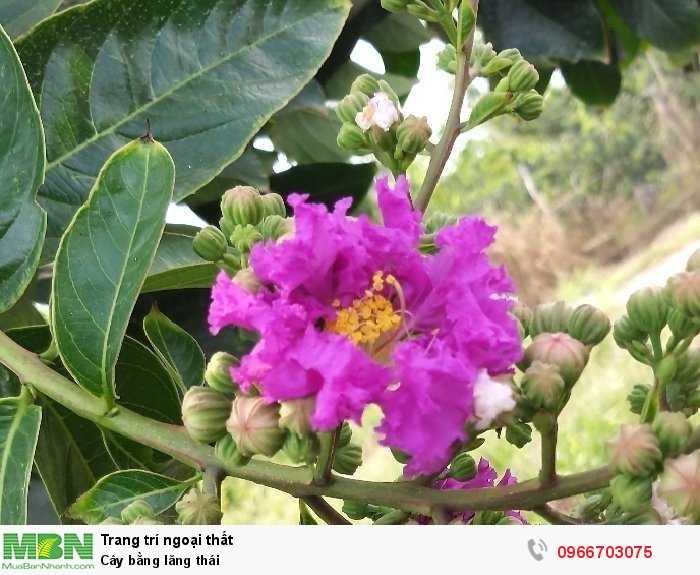 Hoa bằng lăng tím - MuaBanNhanh