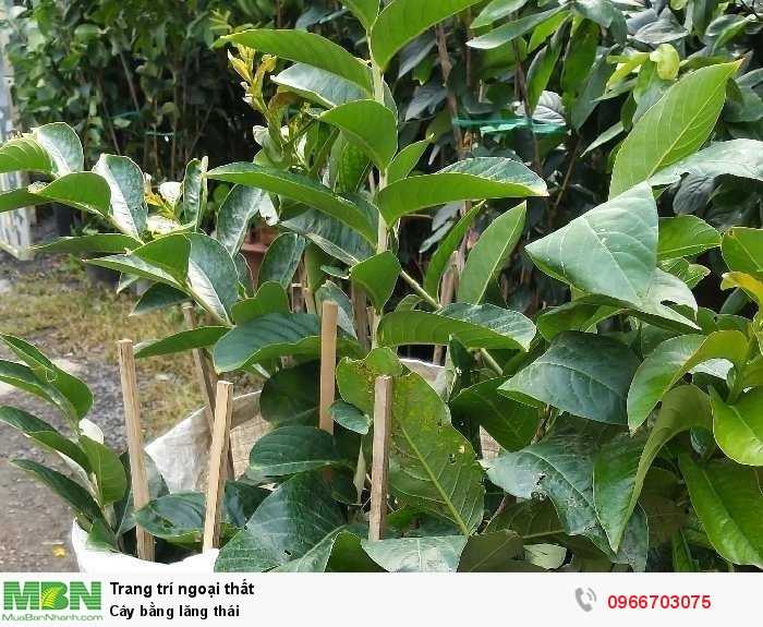 Bán cây bằng lăng Thái - MuaBanNhanh