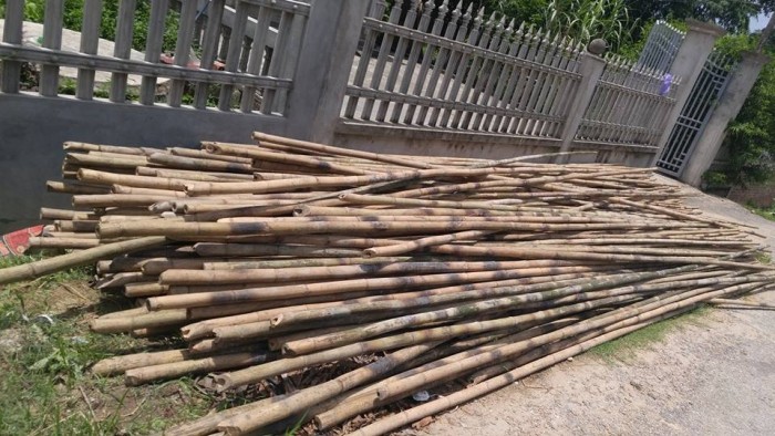 Nhận cung cấp các loại cây trúc, cây tre, câp hóp tại khu vực Hà Nội với giá ưu đãi!
Liên hệ: Mr Năm 0912 988 057