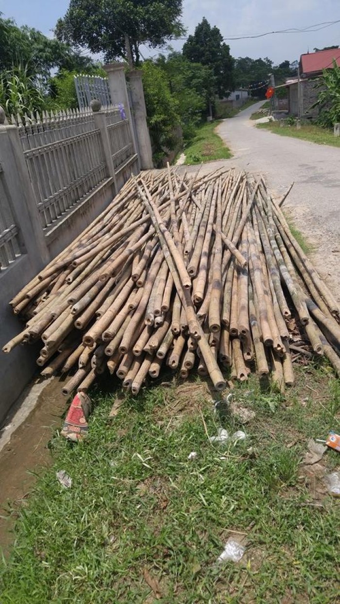 Nhận cung cấp các loại cây trúc, cây tre, câp hóp tại khu vực Hà Nội với giá ưu đãi!
Liên hệ: Mr Năm 0912 988 057