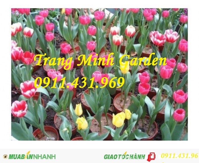 Cách trồng hoa tulip bằng củ, cung cấp sỉ lẻ củ giống Tuylip chất lượng cao.1