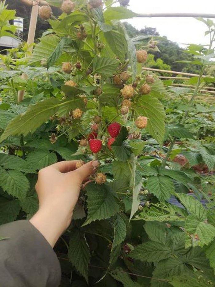 Khám phá hơn 72 về mô hình trồng cây mâm xôi hay nhất  Tin học Đông Hòa