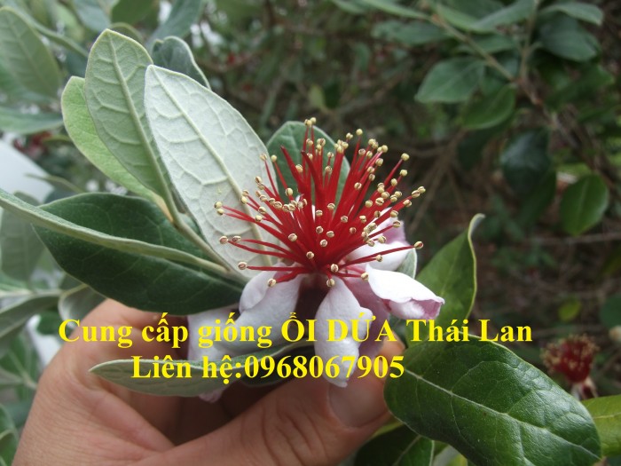 Cung cấp giống ỔI DỨA Thái Lan, Giống cây nhập khẩu trực tiếp từ Thái lan. Dòng F12