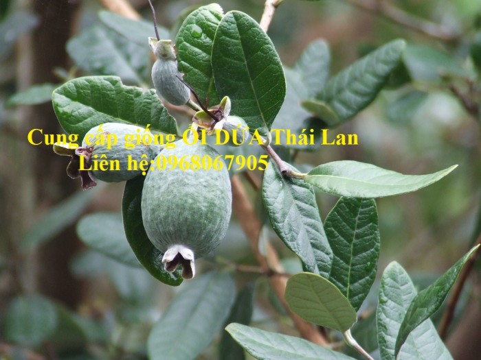 Cung cấp giống ỔI DỨA Thái Lan, Giống cây nhập khẩu trực tiếp từ Thái lan. Dòng F17