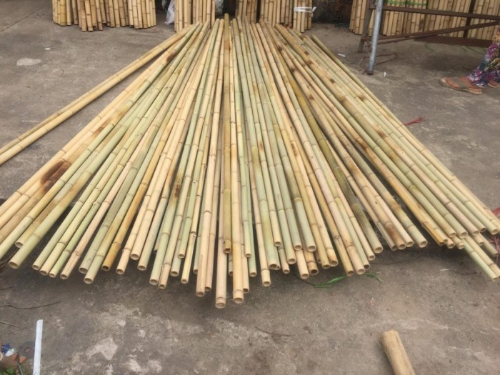 Bán cây trúc, bán cây tre, bán cây hóp, cung cấp tre trúc tại Hà Nội: 0901 070 080
