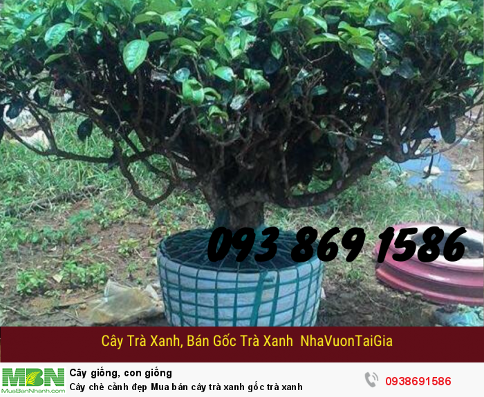 Cây chè cảnh đẹp Mua bán cây trà xanh gố Mới 100%, giá: đ, gọi: 093  869 1586, Quận 2 - Hồ Chí Minh, id-702c1700