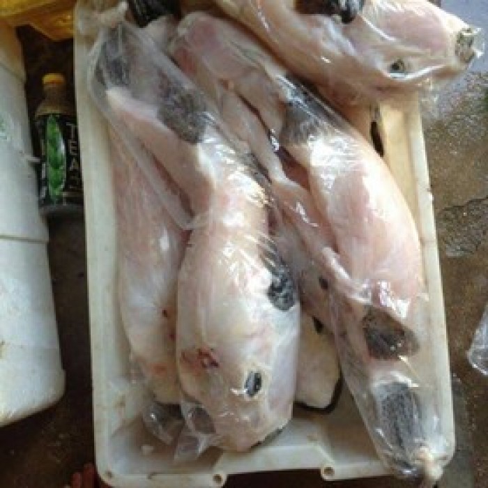 Cá thỏ biển làm sạch 1-8kg/con3