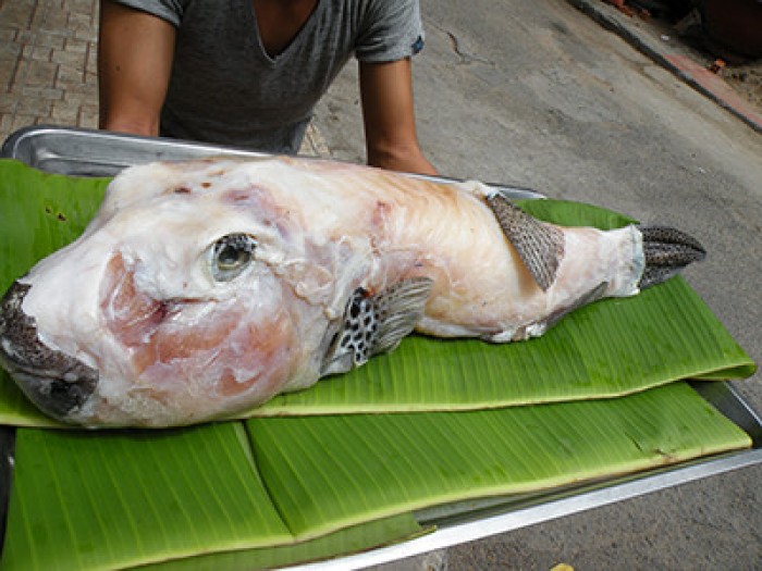 Cá thỏ biển làm sạch 1-8kg/con1
