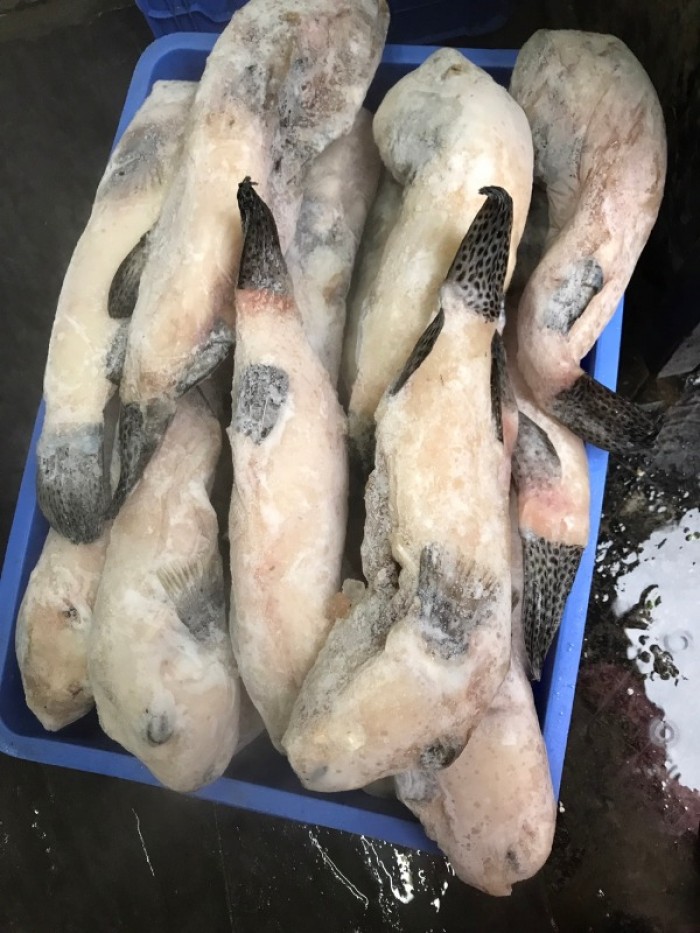 Cá thỏ biển làm sạch 1-8kg/con10