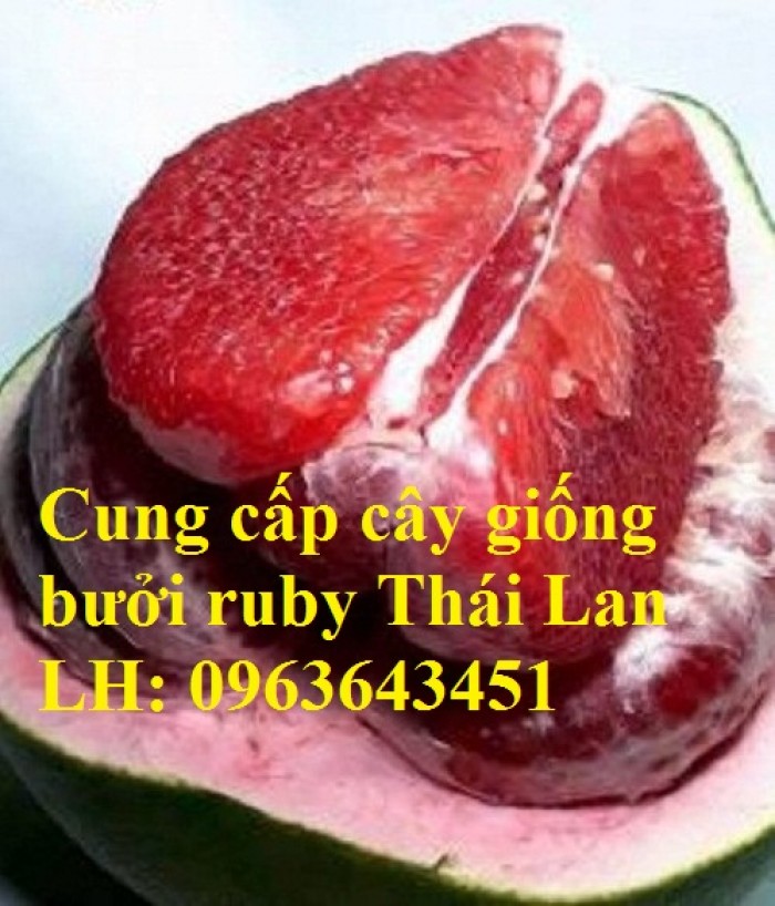 Cung cấp cây giống bưởi ruby Thái Lan, bưởi đỏ Thái Lan, bưởi hương Thái nhập khẩu chuẩn, uy tín, giao toàn quốc4