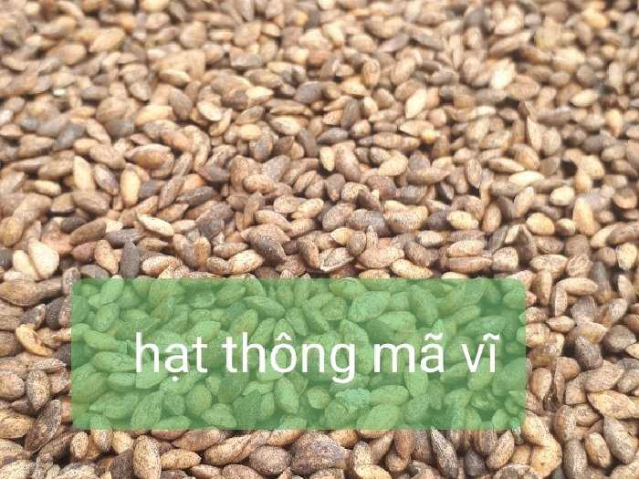 Hạt giống thông mã vĩ