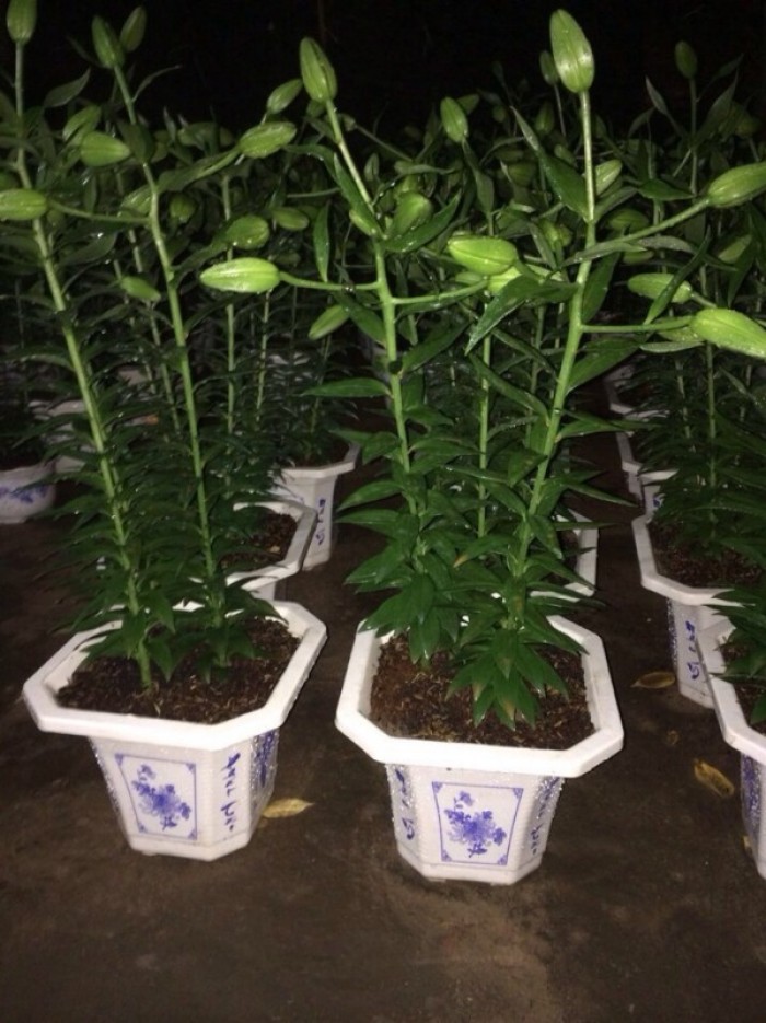 Chậu nhựa trồng cây - Chậu hoa nhựa Thakico