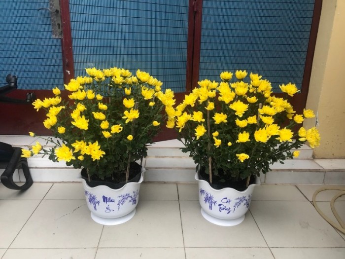 Chậu nhựa trồng cây - Chậu hoa nhựa Thakico