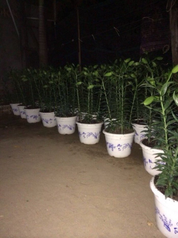 Chậu hoa nhựa Thakico Sản Xuất Chậu Nhựa giả sứ in bông Như Ý Cát Tường