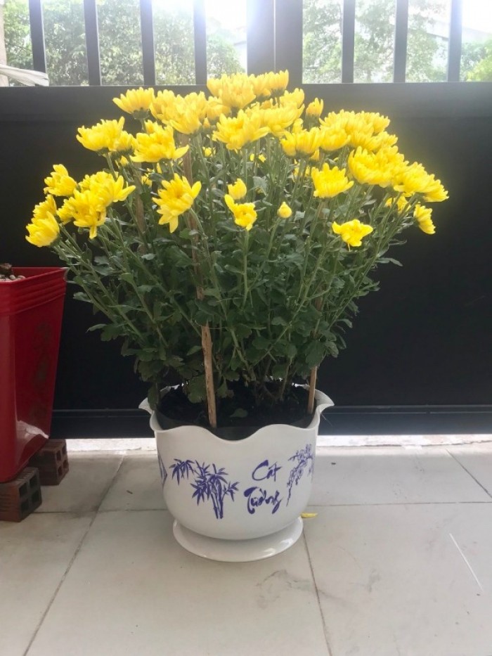 Chậu hoa nhựa Thakico Sản Xuất Chậu Nhựa giả sứ in bông Như Ý Cát Tường