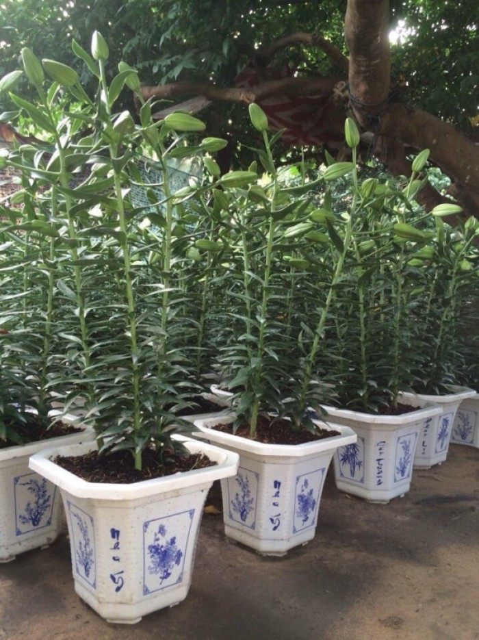 Chậu nhựa treo - Chậu trồng hoa Thakico