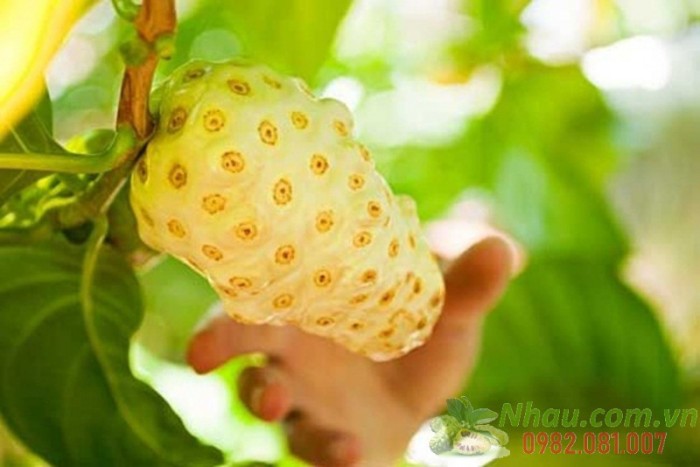 Trong trái nhàu có các loại vitamin, axit amin, Mg, Ca, K, Na... có tác dụng tốt với sức khỏe.8