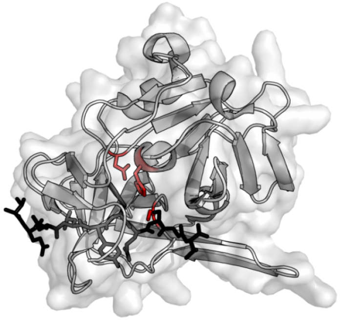 Enzyme Lumbrokinase