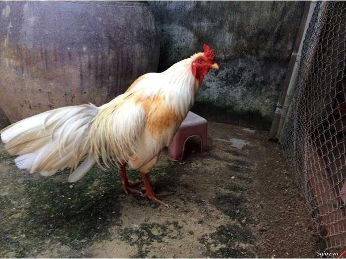 Bổn Gà Đá Tiền Chợ Lách Mỏ Cày Nam Mới 100%, Giá: 3.000.000Đ, Gọi: 0943 994  390, Long Thành - Đồng Nai, Id-17Ef1700