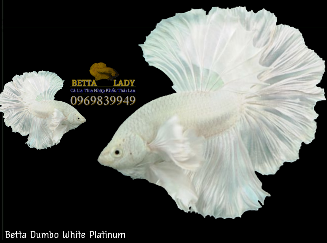 Cá Betta Halfmoon Dumbo White Platinum Nhập Khẩu Thái Lan Mới 100, giá