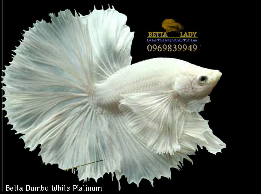 Cá Betta Halfmoon Dumbo White Platinum Nhập Khẩu Thái Lan Mới 100, giá