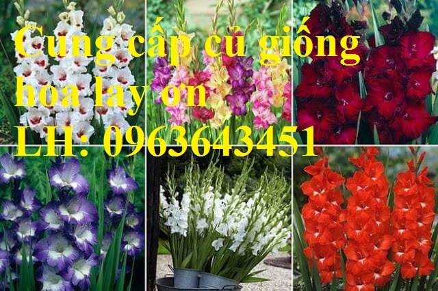Cung cấp củ giống hoa lay ơn, củ giống hoa dơn đủ màu, số lượng lớn, chất lượng cao, giá rẻ nhất thị trường, giao toàn quốc. LH: 096364345115